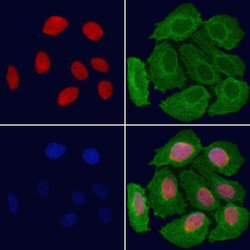 Invitrogen CCRN4L Polyclonal Antibody 100 &mu;L; Unconjugated:Antibodies,