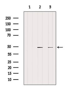 Invitrogen CCRN4L Polyclonal Antibody 100 &mu;L; Unconjugated:Antibodies,