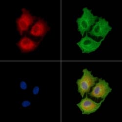 Invitrogen LRRK1 Polyclonal Antibody 100 &mu;L | Buy Online | Invitrogen&trade; | Fisher Scientific