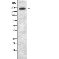 Invitrogen LRRK1 Polyclonal Antibody 100 &mu;L | Buy Online | Invitrogen&trade; | Fisher Scientific