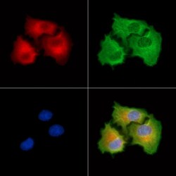Invitrogen FAM111B Polyclonal Antibody 100 &mu;L; Unconjugated:Antibodies,
