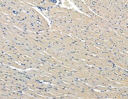 Invitrogen FAM111B Polyclonal Antibody 100 &mu;L; Unconjugated:Antibodies,