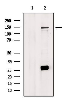 Invitrogen MAP3K15 Polyclonal Antibody 100 &mu;L; Unconjugated:Antibodies,