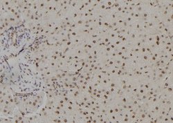 Invitrogen TSHZ1 Polyclonal Antibody 100 &mu;L; Unconjugated:Antibodies,