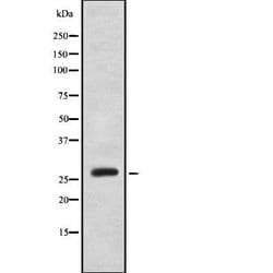 Invitrogen MOB2 Polyclonal Antibody 100 &mu;L; Unconjugated:Antibodies,
