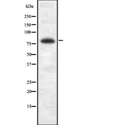 Invitrogen BRSK2 Polyclonal Antibody 100 &mu;L; Unconjugated:Antibodies,