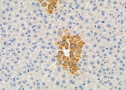 Invitrogen TNFAIP8L1 Polyclonal Antibody 100 &mu;L; Unconjugated:Antibodies,
