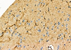 Invitrogen TNFAIP8L1 Polyclonal Antibody 100 &mu;L; Unconjugated:Antibodies,