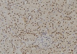 Invitrogen GTF2H4 Polyclonal Antibody 100 &mu;L; Unconjugated:Antibodies,