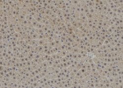 Invitrogen TPD52L3 Polyclonal Antibody 100 &mu;L; Unconjugated:Antibodies,