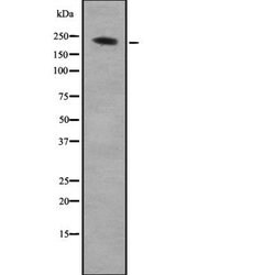Invitrogen ARHGEF17 Polyclonal Antibody 100 &mu;L; Unconjugated:Antibodies,
