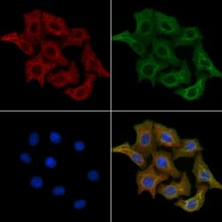 Invitrogen AKAP9 Polyclonal Antibody 100 &mu;L; Unconjugated:Antibodies,