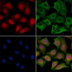 Invitrogen SPZ1 Polyclonal Antibody 100 &mu;L; Unconjugated:Antibodies,