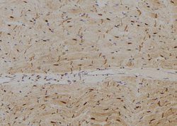 Invitrogen SPZ1 Polyclonal Antibody 100 &mu;L; Unconjugated:Antibodies,
