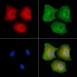 PCDH11X/PCDH11Y Polyclonal Antibody, Invitrogen 100 &mu;L; Unconjugated:Antibodies,