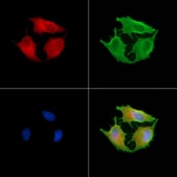 Invitrogen AKAP11 Polyclonal Antibody 100 &mu;L; Unconjugated:Antibodies,