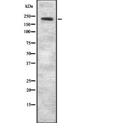 Invitrogen AKAP11 Polyclonal Antibody 100 &mu;L; Unconjugated:Antibodies,