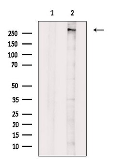 Invitrogen MLL4 Polyclonal Antibody 100 &mu;L; Unconjugated:Antibodies,