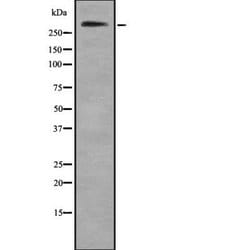 Invitrogen COL7A1 Polyclonal Antibody 100 &mu;L; Unconjugated:Antibodies,
