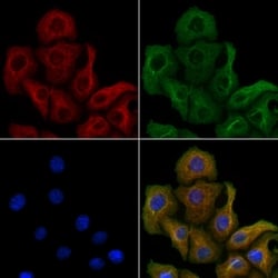 Invitrogen COX15 Polyclonal Antibody 100 &mu;L; Unconjugated:Antibodies,