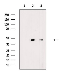 Invitrogen COX15 Polyclonal Antibody 100 &mu;L; Unconjugated:Antibodies,