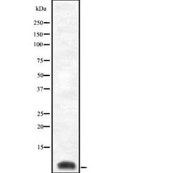 Invitrogen COX8C Polyclonal Antibody 100 &mu;L; Unconjugated:Antibodies,