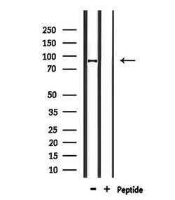 CDH26 Polyclonal Antibody:Antibodies, Polyclonal