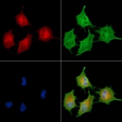 Invitrogen CYP4F3 Polyclonal Antibody 100 &mu;L; Unconjugated:Antibodies,