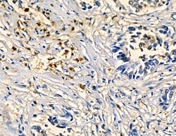 Invitrogen CYP4F3 Polyclonal Antibody 100 &mu;L; Unconjugated:Antibodies,