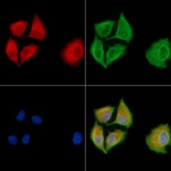 Invitrogen DNAJB5 Polyclonal Antibody 100 &mu;L | Buy Online | Invitrogen&trade; | Fisher Scientific