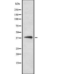 Invitrogen DNAJB5 Polyclonal Antibody 100 &mu;L | Buy Online | Invitrogen&trade; | Fisher Scientific
