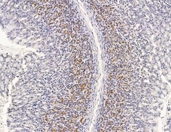 Invitrogen GTSE1 Polyclonal Antibody 100 &mu;L; Unconjugated:Antibodies,