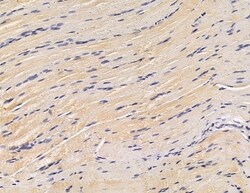Invitrogen GTSE1 Polyclonal Antibody 100 &mu;L; Unconjugated:Antibodies,