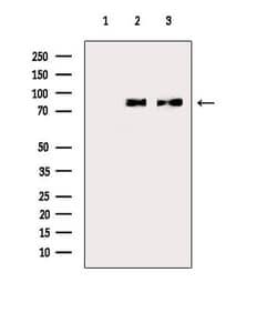 Invitrogen GTSE1 Polyclonal Antibody 100 &mu;L; Unconjugated:Antibodies,