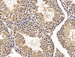 Invitrogen HSBP1 Polyclonal Antibody 100 &mu;L; Unconjugated:Antibodies,