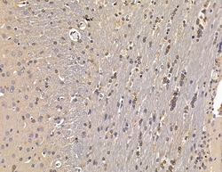 Invitrogen HSBP1 Polyclonal Antibody 100 &mu;L; Unconjugated:Antibodies,