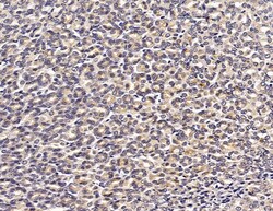 Invitrogen HSBP1 Polyclonal Antibody 100 &mu;L; Unconjugated:Antibodies,