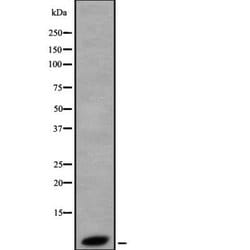 Invitrogen HSBP1 Polyclonal Antibody 100 &mu;L; Unconjugated:Antibodies,