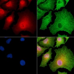 Invitrogen ICEBERG Polyclonal Antibody 100 &mu;L; Unconjugated:Antibodies,