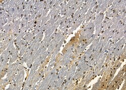 Invitrogen ICEBERG Polyclonal Antibody 100 &mu;L; Unconjugated:Antibodies,