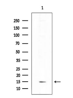 Invitrogen ICEBERG Polyclonal Antibody 100 &mu;L; Unconjugated:Antibodies,
