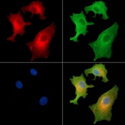 Invitrogen IFNA7/IFNA16 Polyclonal Antibody 100 &mu;L; Unconjugated:Antibodies,