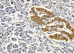 Invitrogen IFNA7/IFNA16 Polyclonal Antibody 100 &mu;L; Unconjugated:Antibodies,