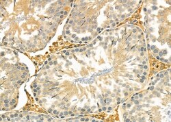 IFNA17 Polyclonal Antibody, Invitrogen 100 &mu;L; Unconjugated:Antibodies,