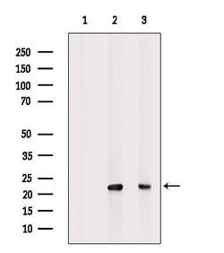 Invitrogen Interferon alpha-21 Polyclonal Antibody 100 &mu;L; Unconjugated:Antibodies,