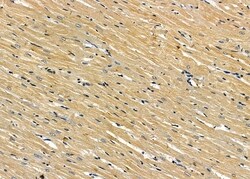 Invitrogen IFNA5 Polyclonal Antibody 100 &mu;L; Unconjugated:Antibodies,