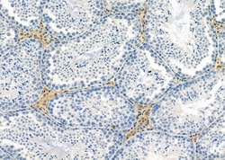 Invitrogen IFRD2 Polyclonal Antibody 100 &mu;L; Unconjugated:Antibodies,