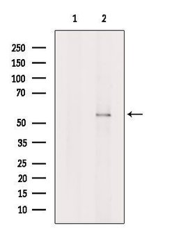 Invitrogen IFRD2 Polyclonal Antibody 100 &mu;L; Unconjugated:Antibodies,