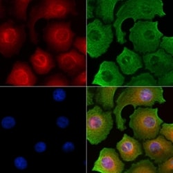 Invitrogen INSL5 Polyclonal Antibody 100 &mu;L; Unconjugated:Antibodies,