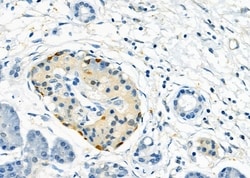 Invitrogen INSL5 Polyclonal Antibody 100 &mu;L; Unconjugated:Antibodies,